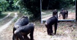 You Have to See, What These Three Monkeys Do, When They Discover Themselves in the Mirror?