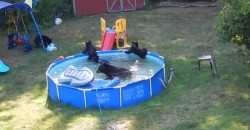 Bear Family Having Fun in the Neighbors Pool