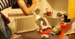 You Won’t Believe, What Kind Of Trick This Cat Could Do!