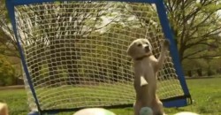 This Goalkeeper Dog Sets a New World Record