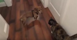 This Dog Loves a Cat – But Her Reaction Is Not So Nice!