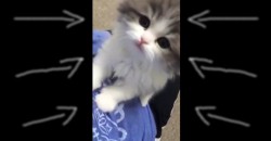 This Little Kitty Meows so Cute