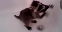 What Does This Little Baby Raccoon in the Bath Tub?