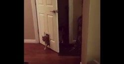 Is This Cat Smart or Stupid?