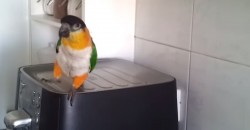 This Parrot Must Be From Ireland! Why?