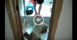 This Dog Pretends to Be Dead, Because He Don’t Want to Take a Bath