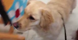 This Dog “Buys” a Toy, What He Chooses at the End, Is So Cute!