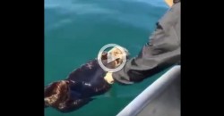 What Happens When You Wake Up an Otter Sleeping in the Water?