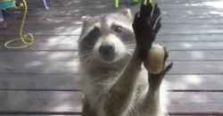 What Does This Rascal Raccoon With the Stone at the Window?