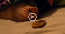 What Does a Sleeping Pig, When It Smells a Cookie?
