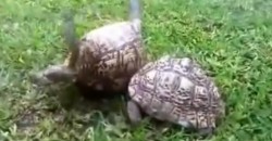 Turtles Help Each Other!