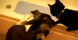 A Dog, a Cat and a Bathtub! What Happens at the End, Is Really Nasty!