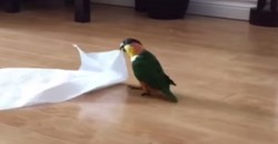 You Have To See, What This Parrot Does With a Simple Kitchen Paper!