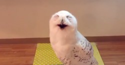 You Have To See, What This Owl Does!