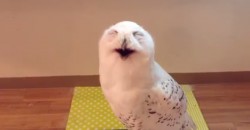 You Have To See, What This Owl Does!