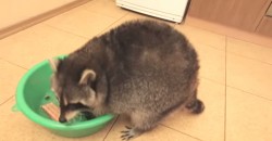 This Raccoon Does What He Does Best!