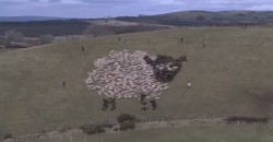 What You Can Do With a Flock of Sheep And LED Lights?