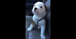 Cute Puppy With Hiccups
