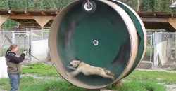 A Husky in a Slightly Different Hamster Wheel!