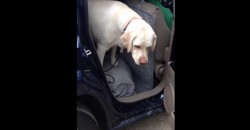 This Dog Is Scared, But He Has a Good Friend Who Helps Him!
