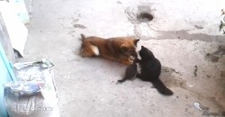 Mother Cat Shows Her Kittens To an Old Friend