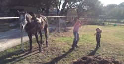 You Have to See, What This Horse Is Doing, While the Girls Are Dancing!