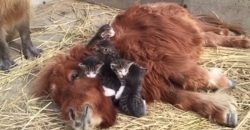 One Pony And Many Kittens, Cuteness Overload!