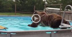 It’s So Funny How This Bear Jumps Into the Pool