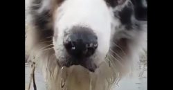 You Have to See, What This Dog Is Doing in the Water!