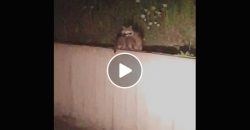 This Raccoon Family Shows You What Is Teamwork!