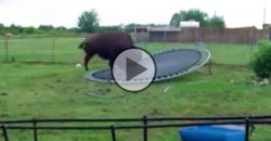 What Does a Buffalo On a Trampoline?