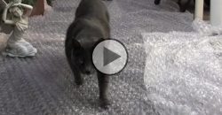 What Happens If Cats Toddle On a Bubble Wrap?