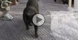 What Happens If Cats Toddle On a Bubble Wrap?