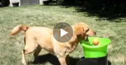 This Dog Is So Excited About His Ball Machine