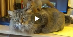 This Cat Gets a Massage From a Squirrel